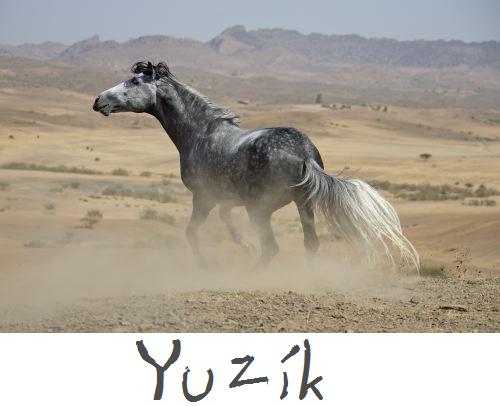 Yuzík